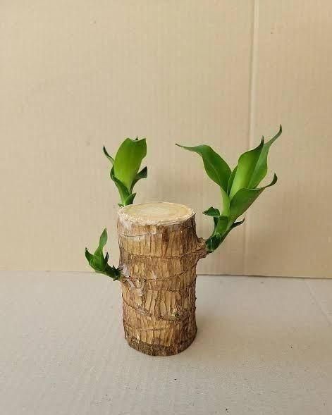 Good Luck Charm: Brazilian Lucky Wood Home Decore