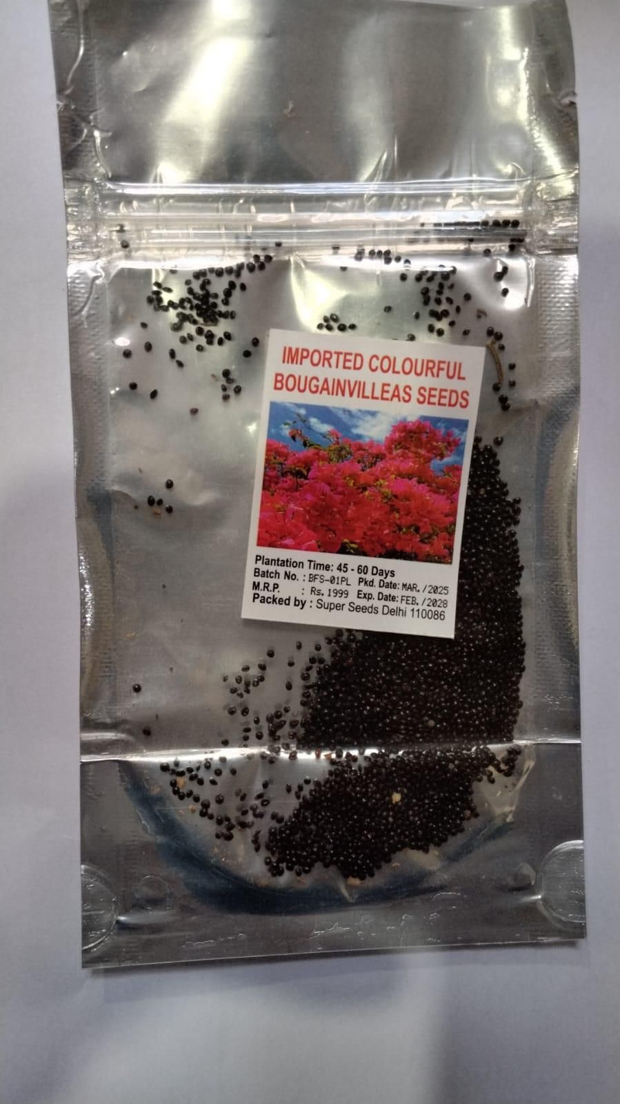 Rainbow Bougainvillea Seeds