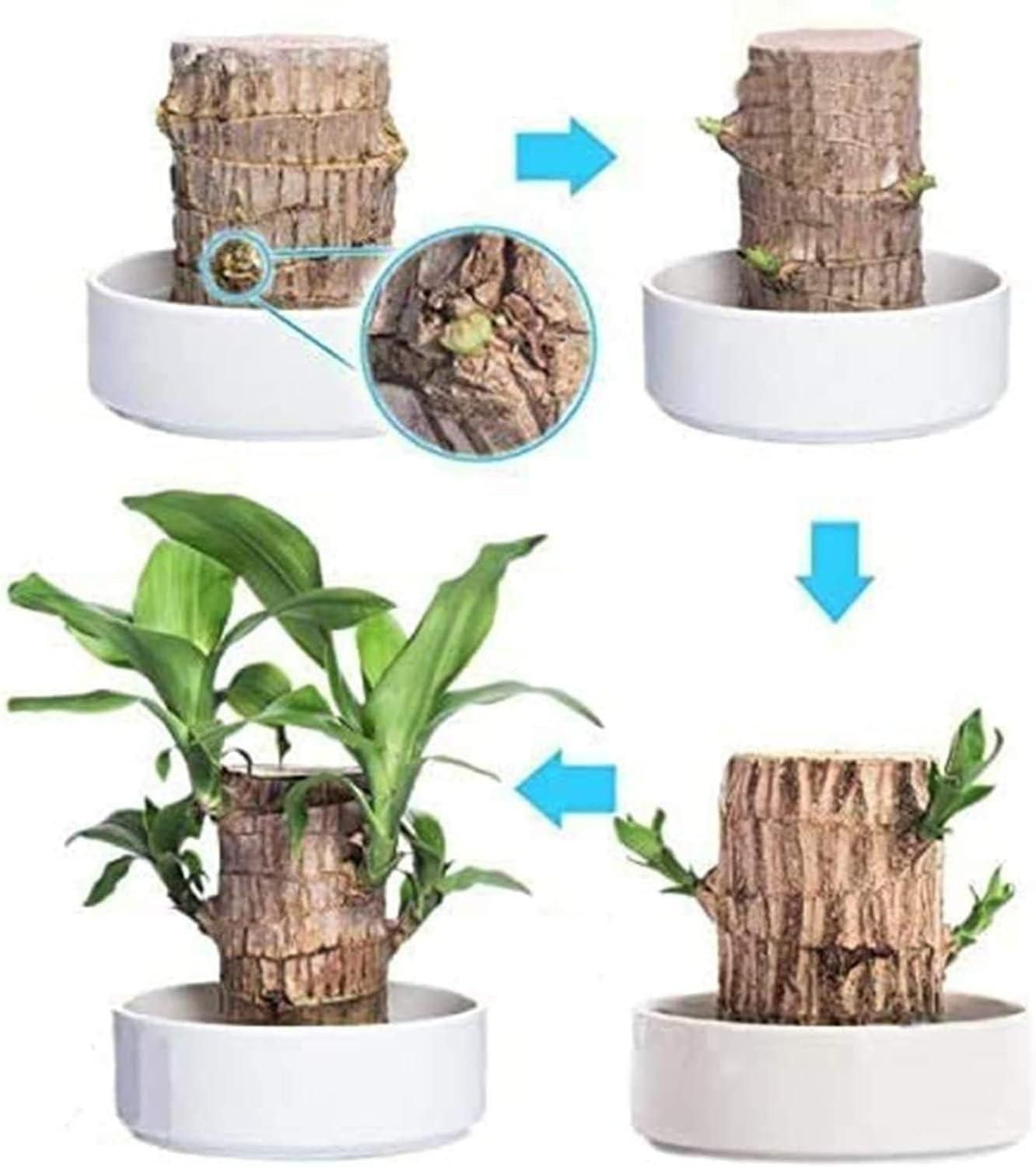 Good Luck Charm: Brazilian Lucky Wood Home Decore