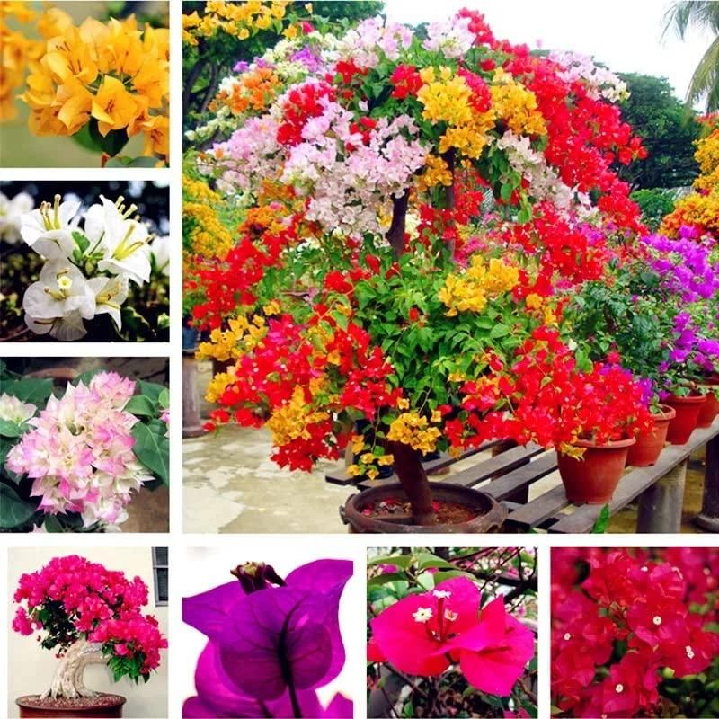 Rainbow Bougainvillea Seeds