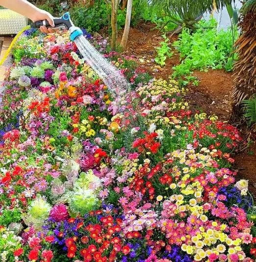 100 Flower Seeds + FREE Plant Growth Supplement