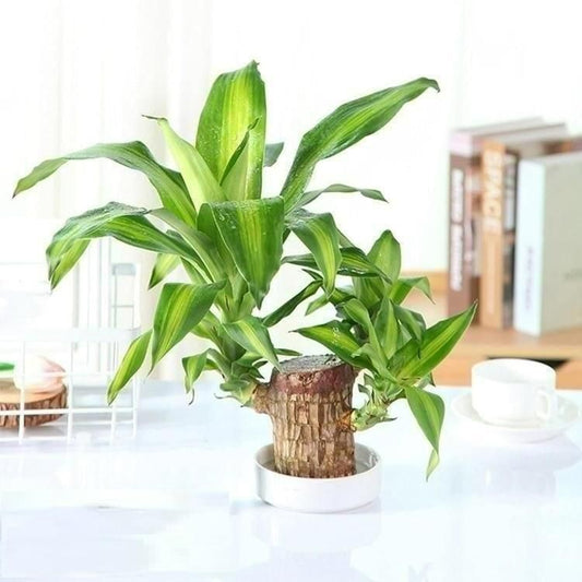 Good Luck Charm: Brazilian Lucky Wood Home Decore